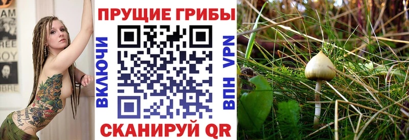 Псилоцибиновые грибы MAGIC MUSHROOMS  Купить закладки  Приволжский 